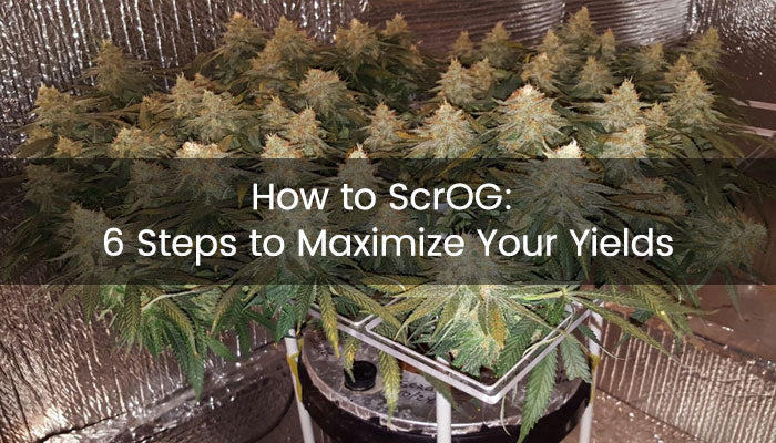 How to ScrOG