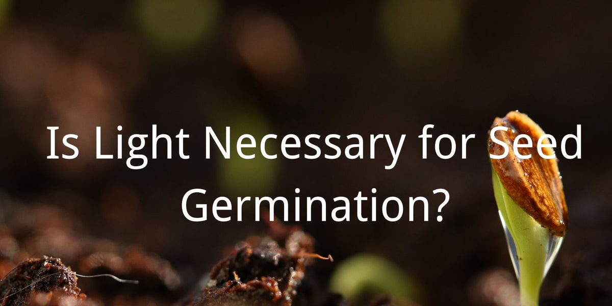 Understand The Importance of Light For Seed Germination Medicgrow