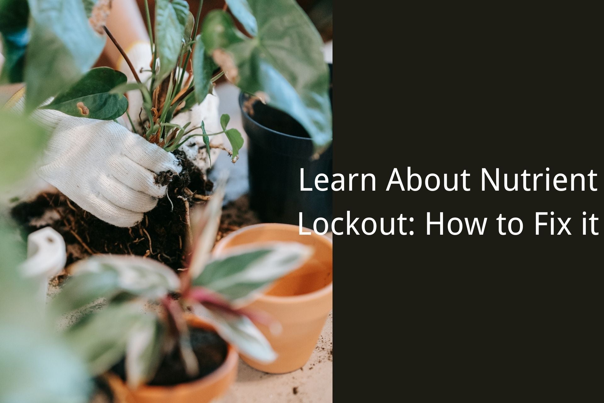 learn about nutrient lockout