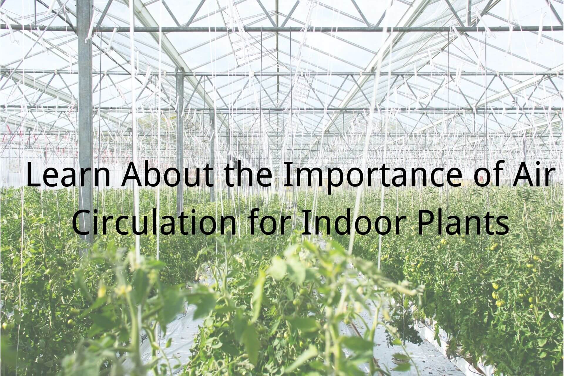 air circulation for indoor plants