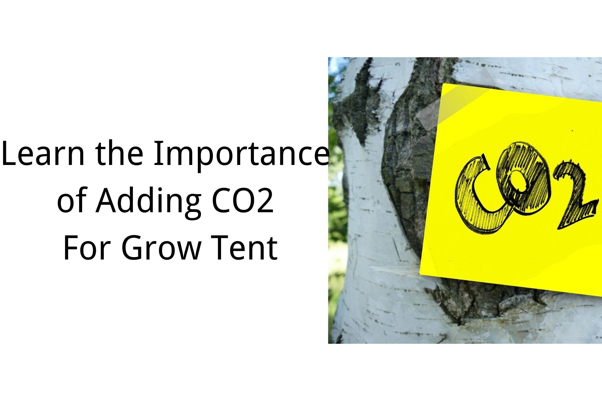 learn the importance of adding co2 for grow tent