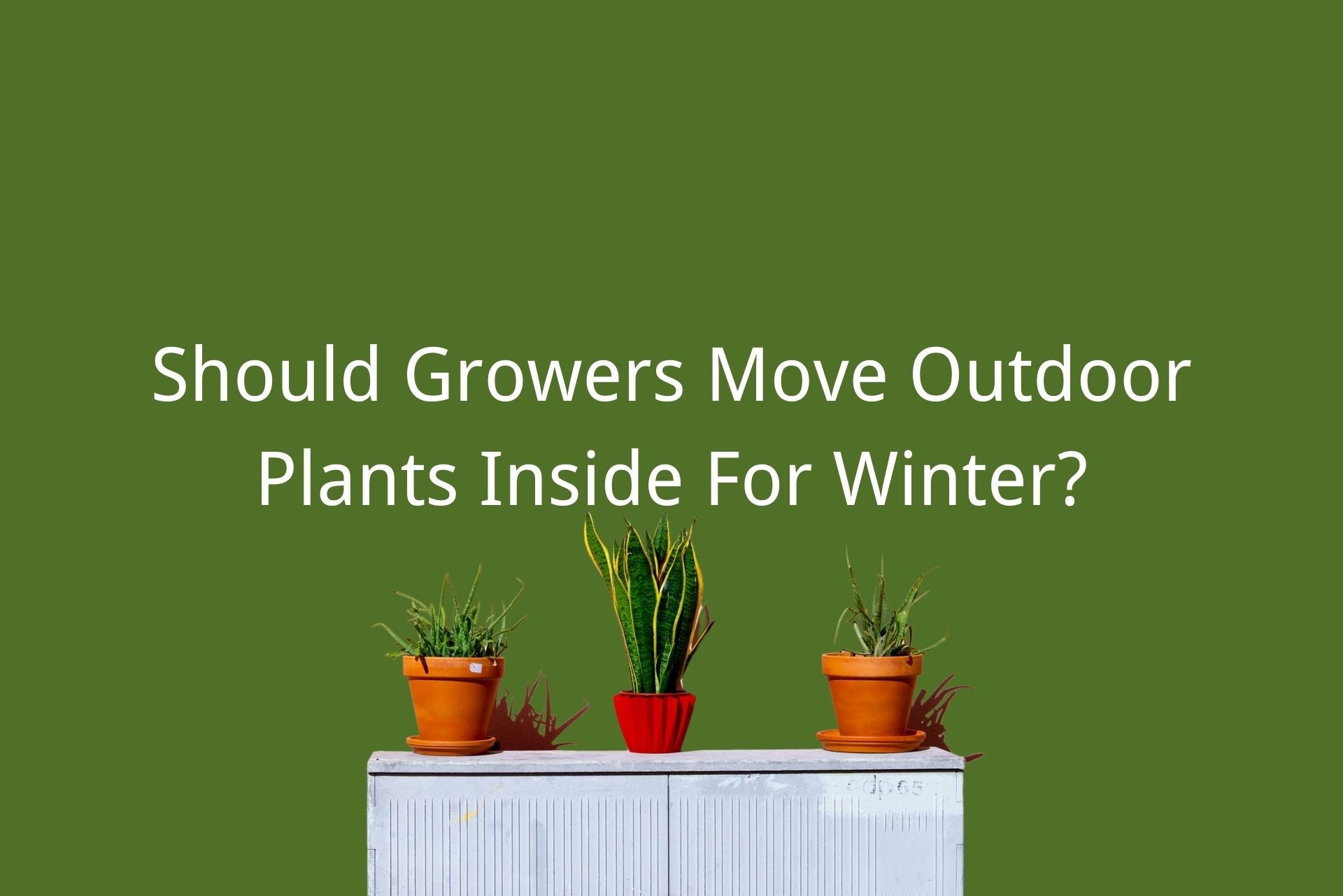 move outdoor plants inside for winter