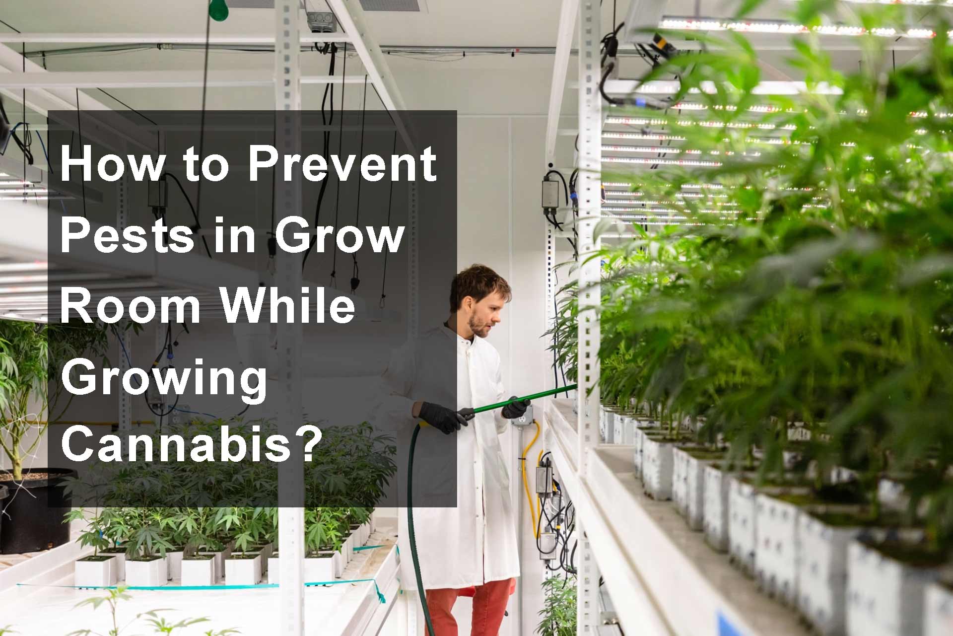 How to Prevent Pests in Grow Room While Growing Cannabis?