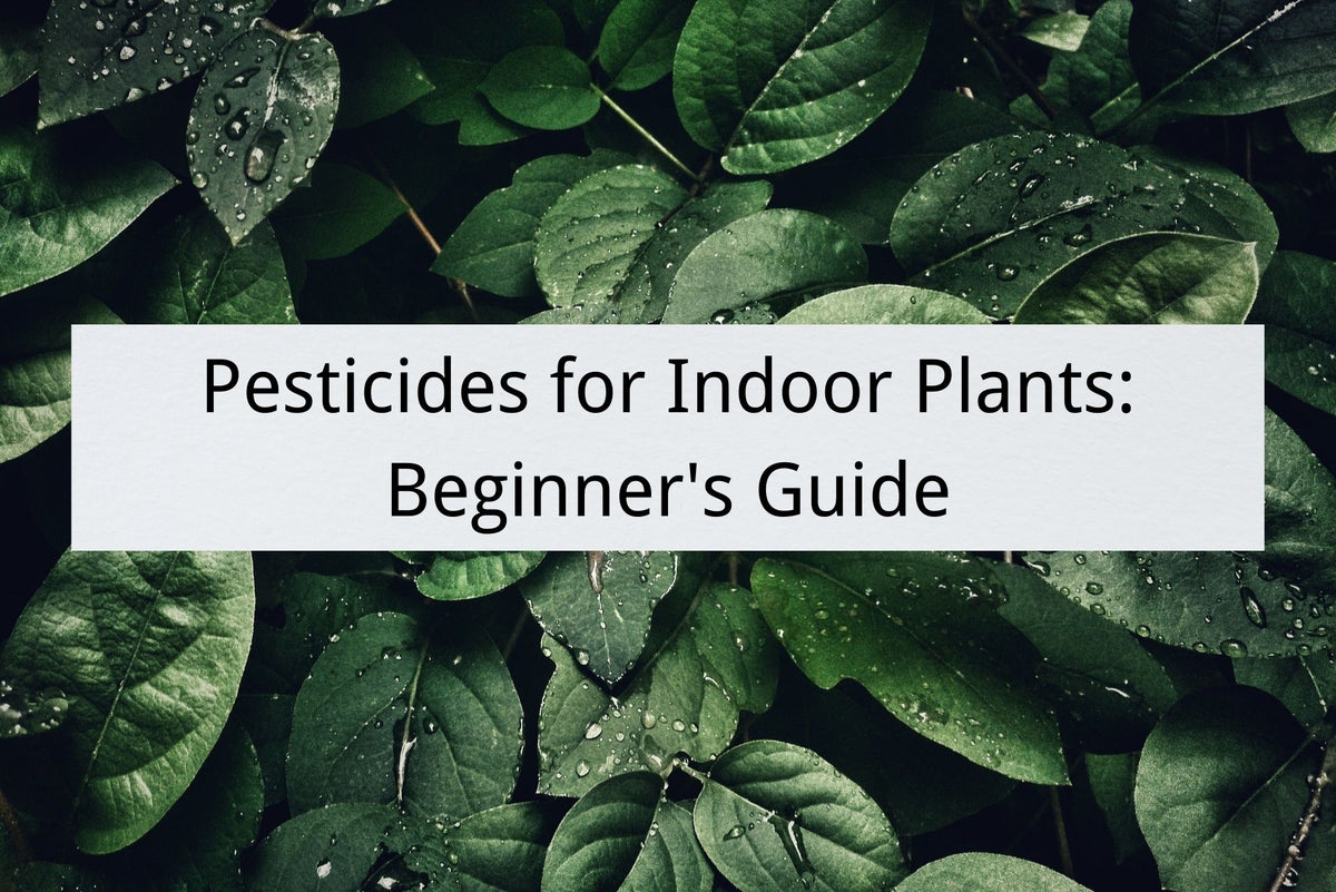 8 Homemade Pesticide Sprays for Indoor Plants