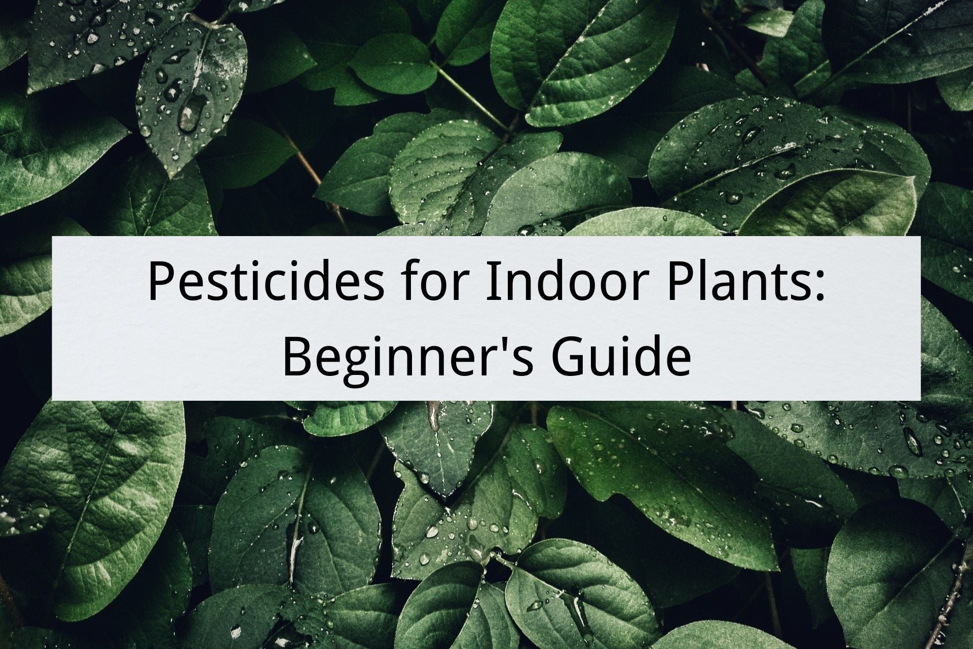 pesticides for indoor plants