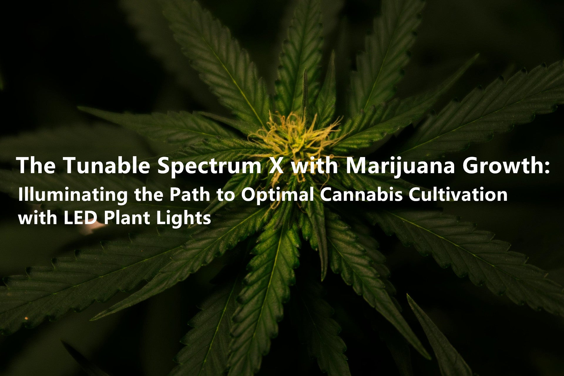 The Tunable Spectrum X with Marijuana Growth: Illuminating the Path to Optimal Cannabis Cultivation with LED Plant Lights