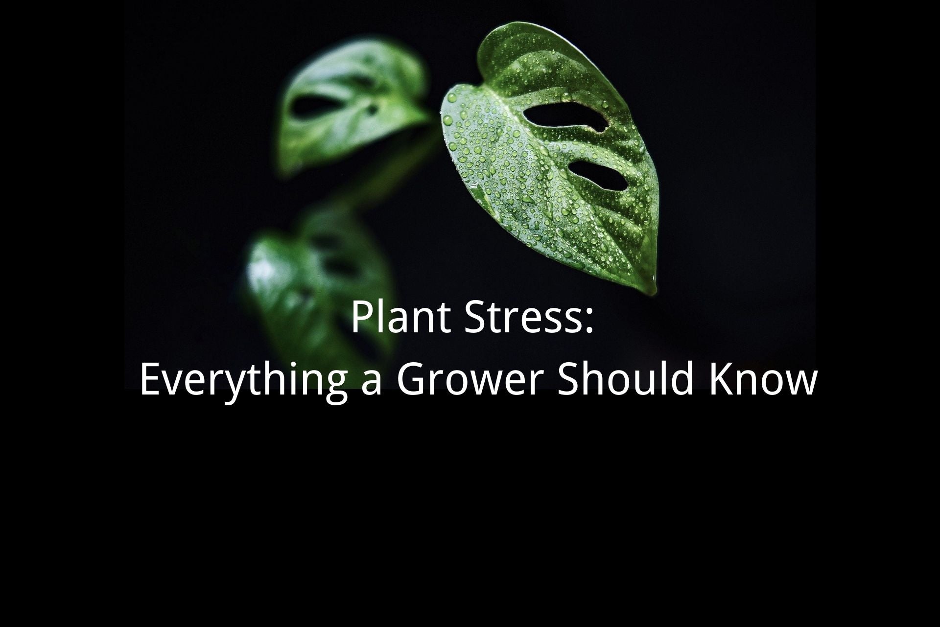 Plant Stress: Everything a Grower Should Know