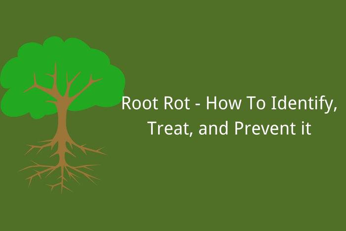 Root Rot - How To Identify, Treat, and Prevent it