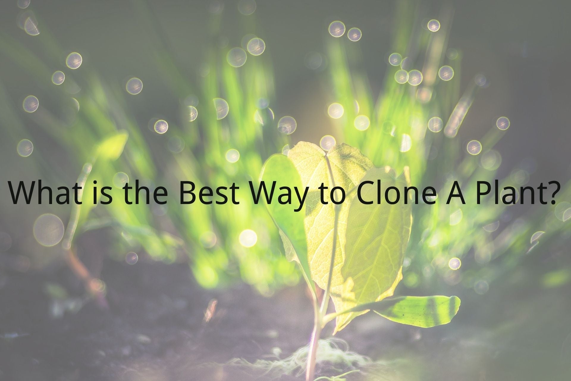 the best way to clone a plant