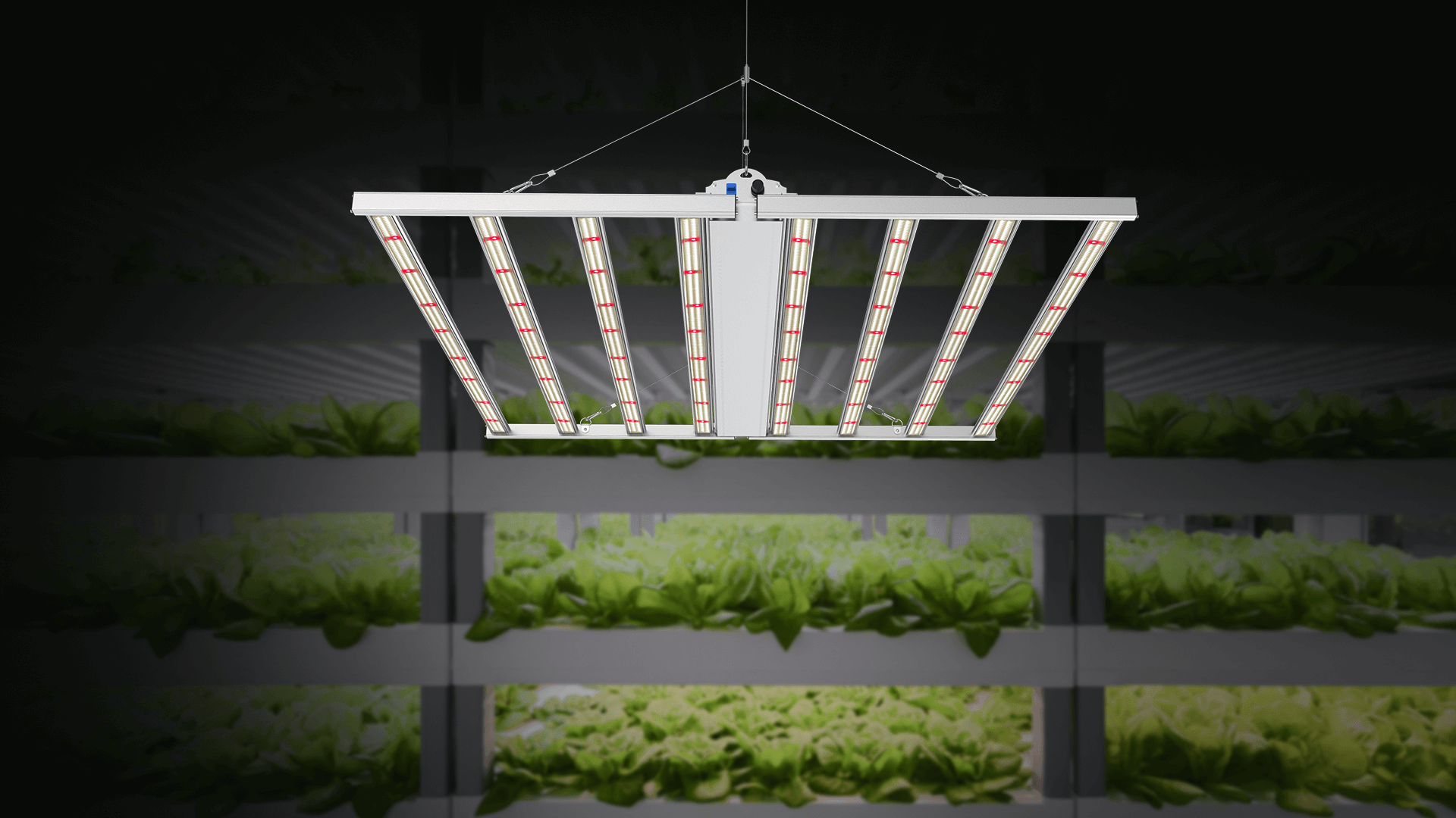 Grow light store near me deals